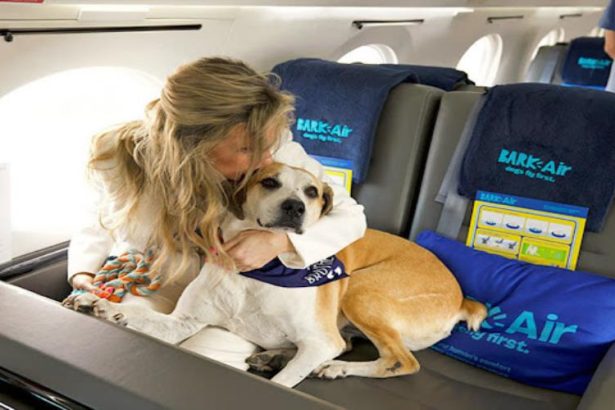 Airline Pet Carrier