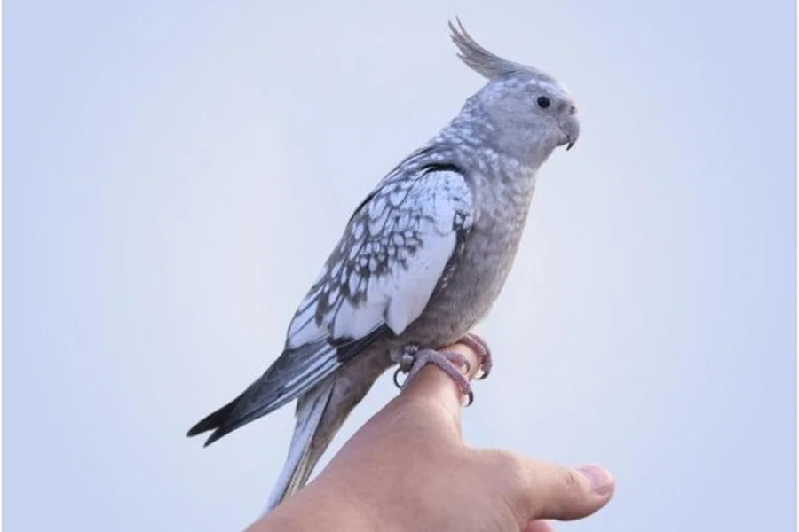 Buy Cockatiels