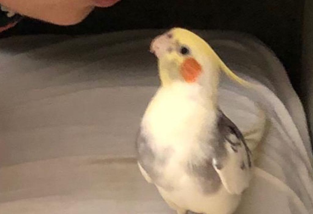 Cockatiels for Sale