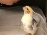 Cockatiels for Sale
