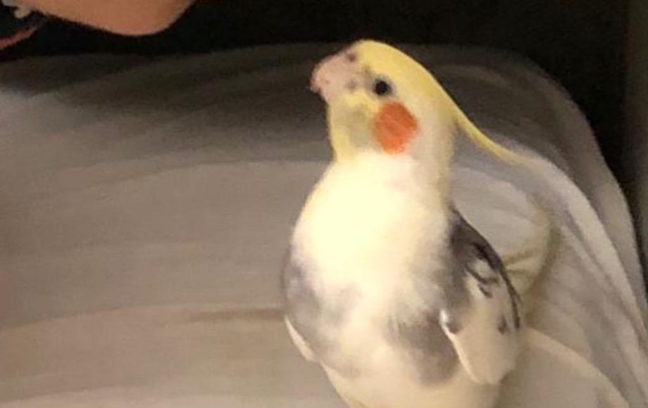 Cockatiels for Sale